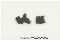 藏品(細體頂鱗蘚 )的圖片